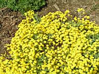 Corbeille d'or, Aurina saxatilis subsp Saxatilis (fam Brassicacees) (Europe centrale et orientale) (1) (Photo F. Mrugala)